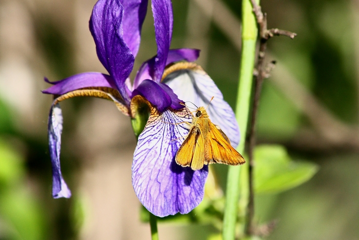 iris e farfalle bis